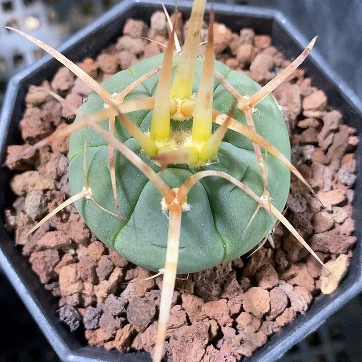 孤品实生顶级粗刺超级光琳玉3.6cm