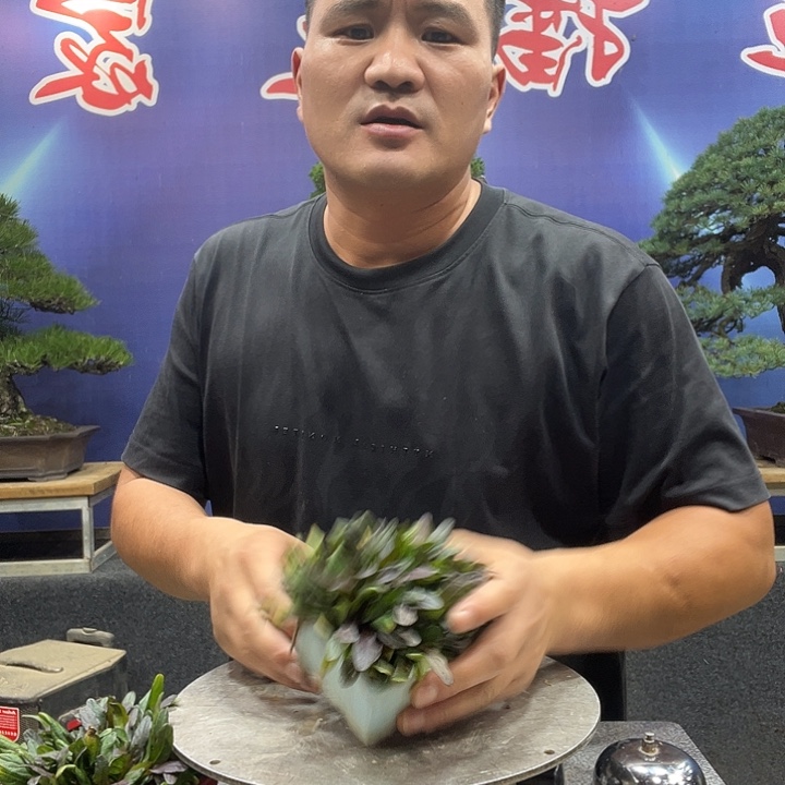 无花朵12332555653