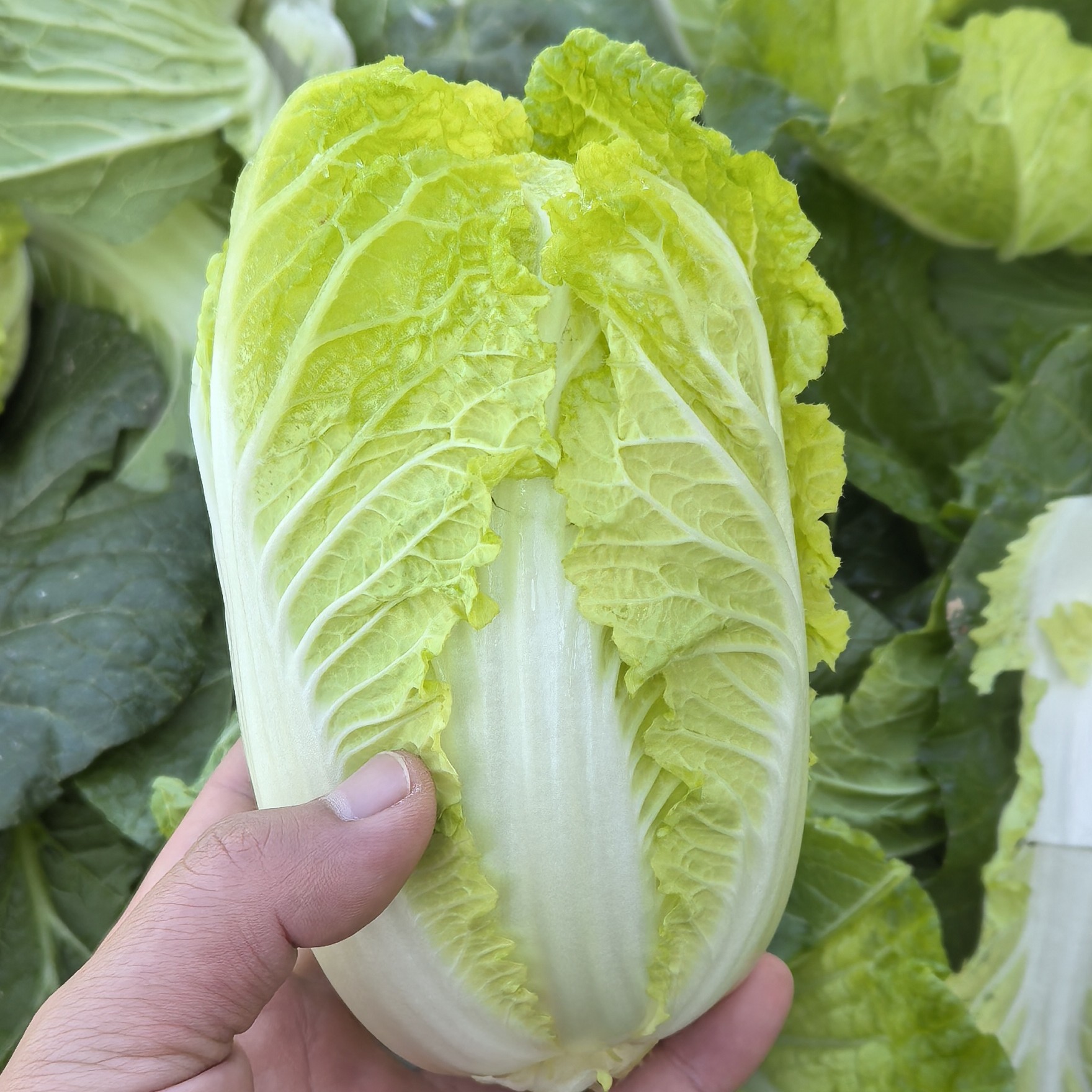 （特小散心娃娃菜）应季菜霜打娃娃菜涮火锅炒菜炖菜凉拌