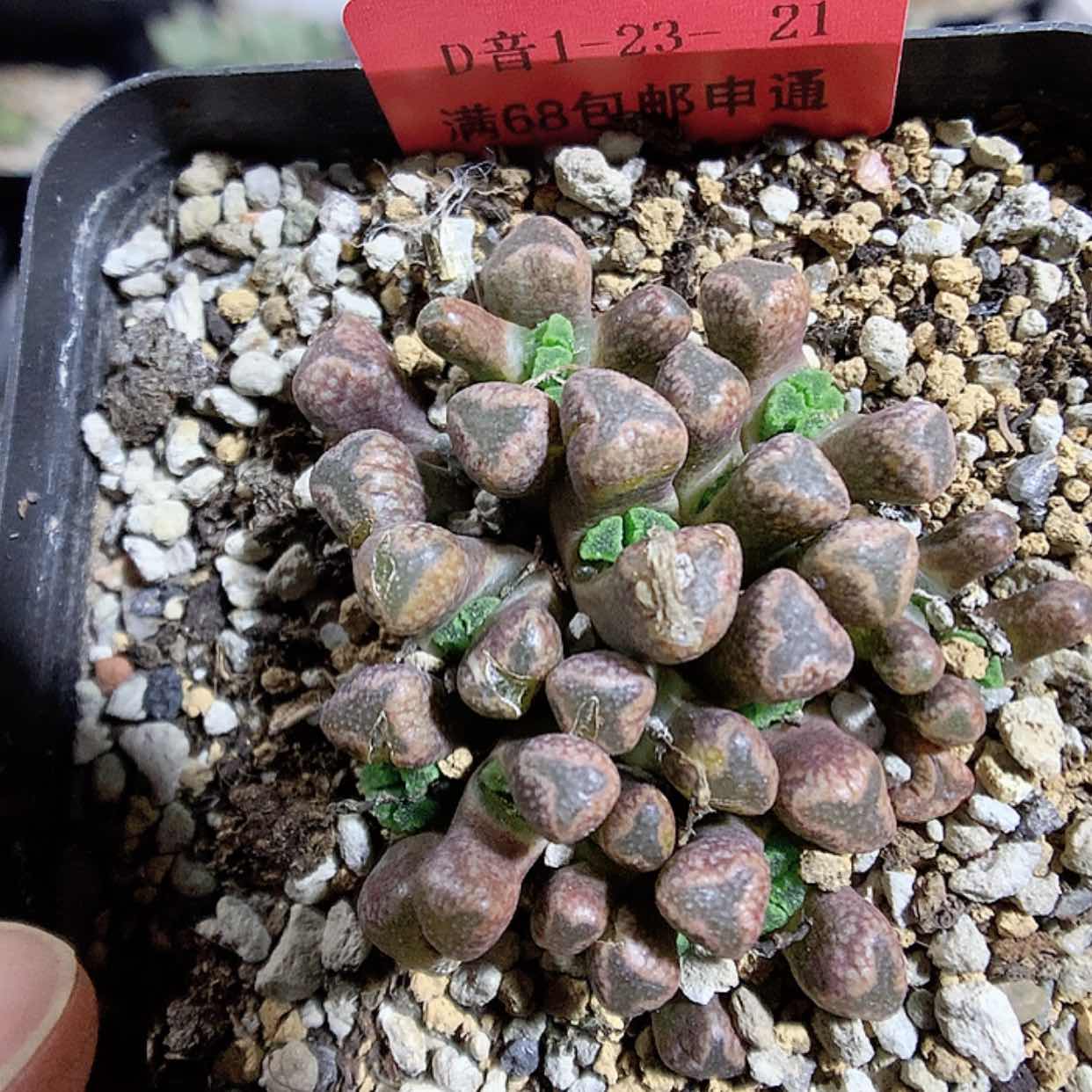 【闪购商品】1-23-21 火柴多肉一群 50