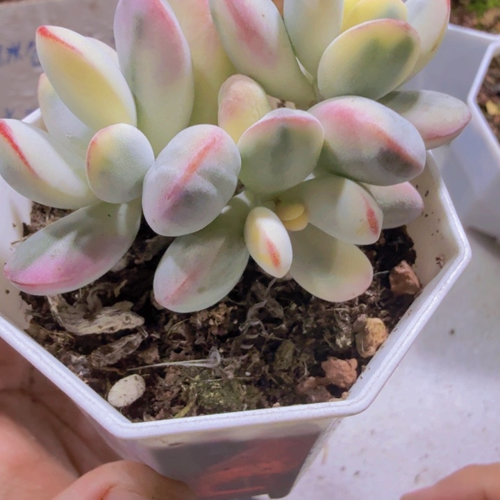 乒乓福娘王炸一颗