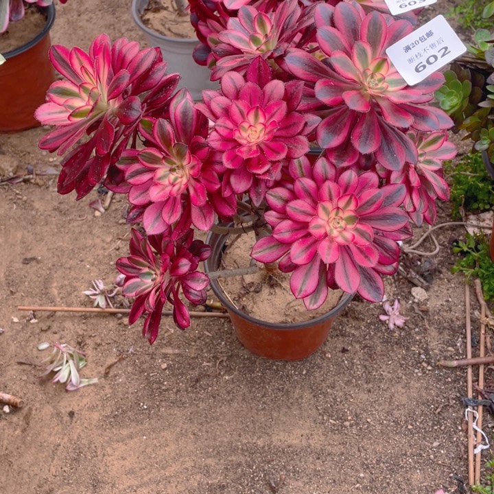 602香断枝法师多肉断枝不售后