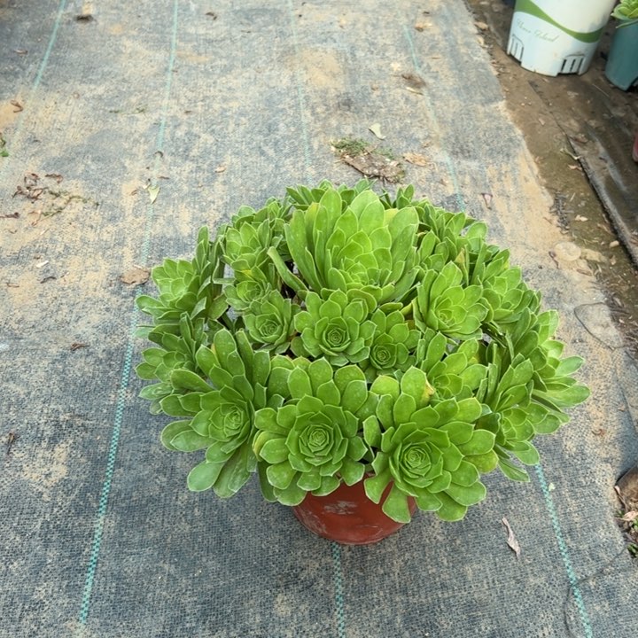 3红铜壶白多肉多肉多肉