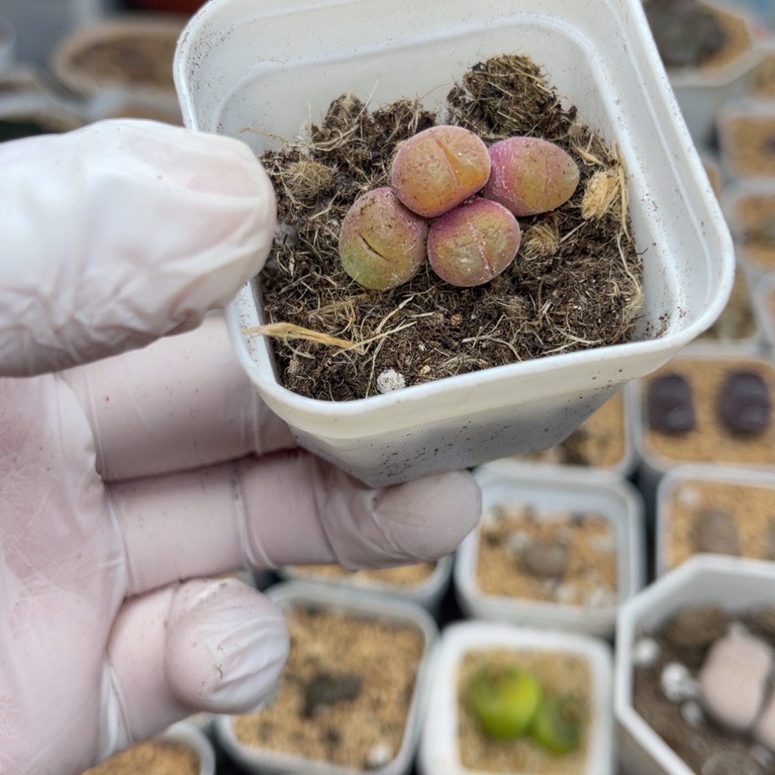 多肉植物一物一拍37