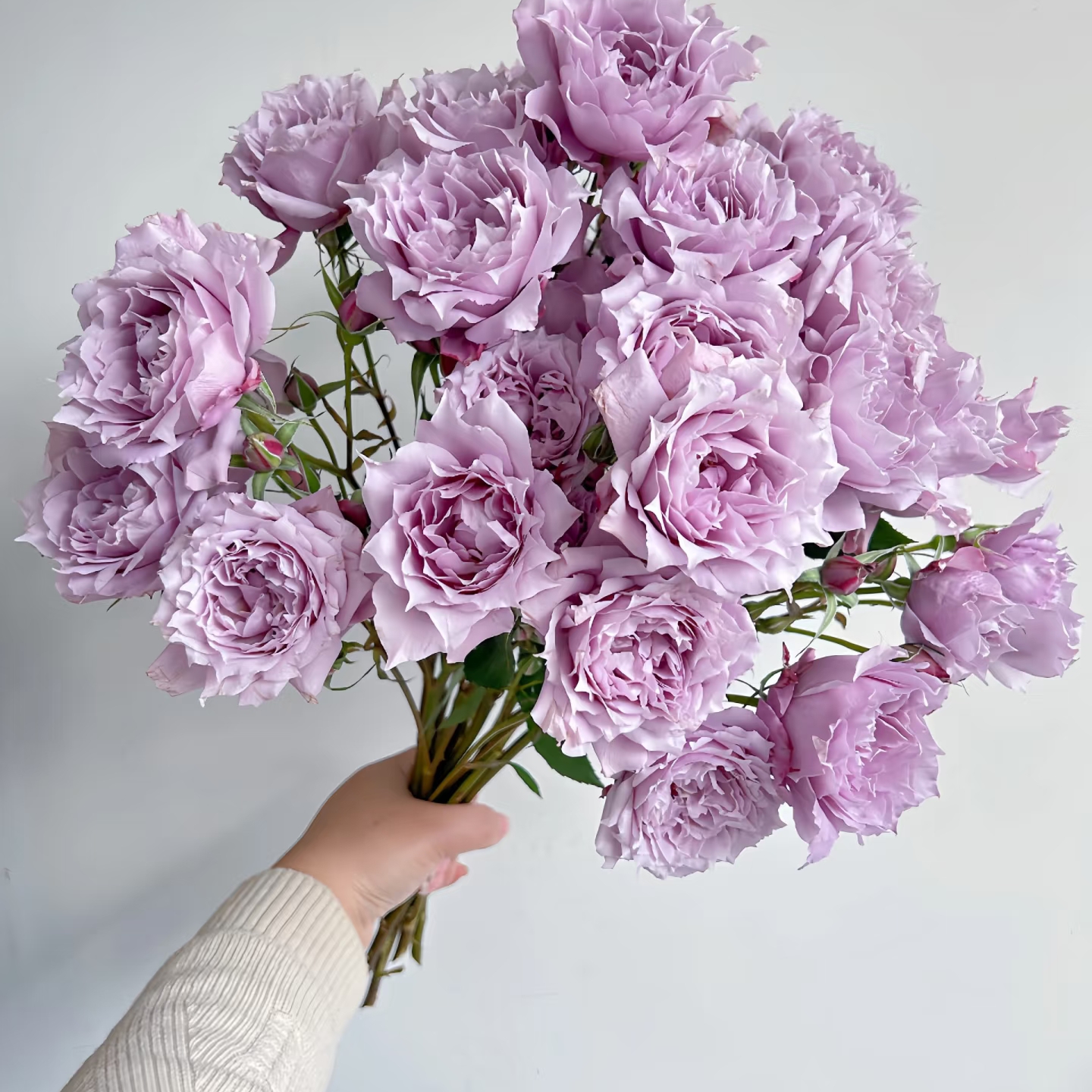 新品 幻紫 月季花苗 浓香美人尖多头勤花 灌木月季 （1+根接土球）