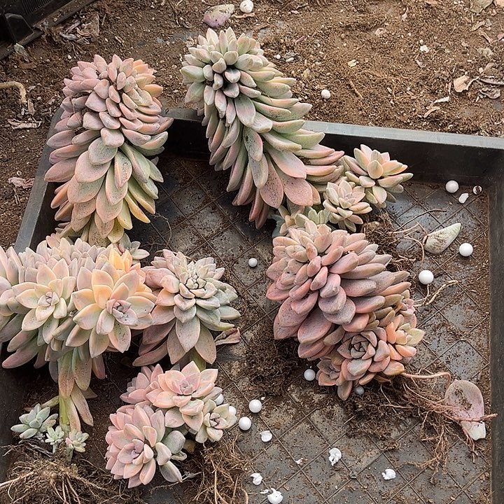 简***6淡雪景缀5颗68多植物