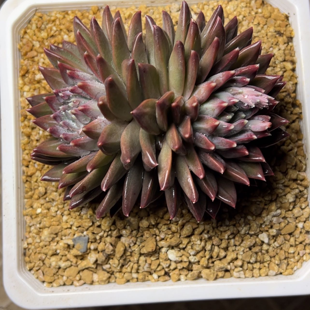 【闪购商品】幻影多肉58