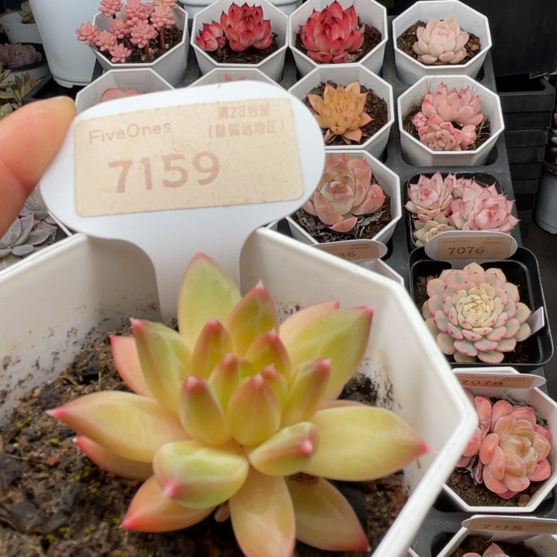 甲骨文7159-4.5厘米
