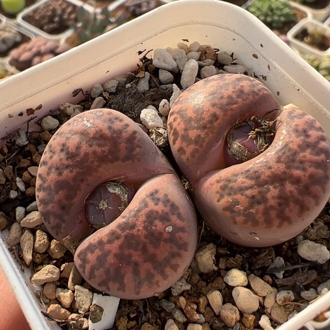 0551多肉植物种类多样