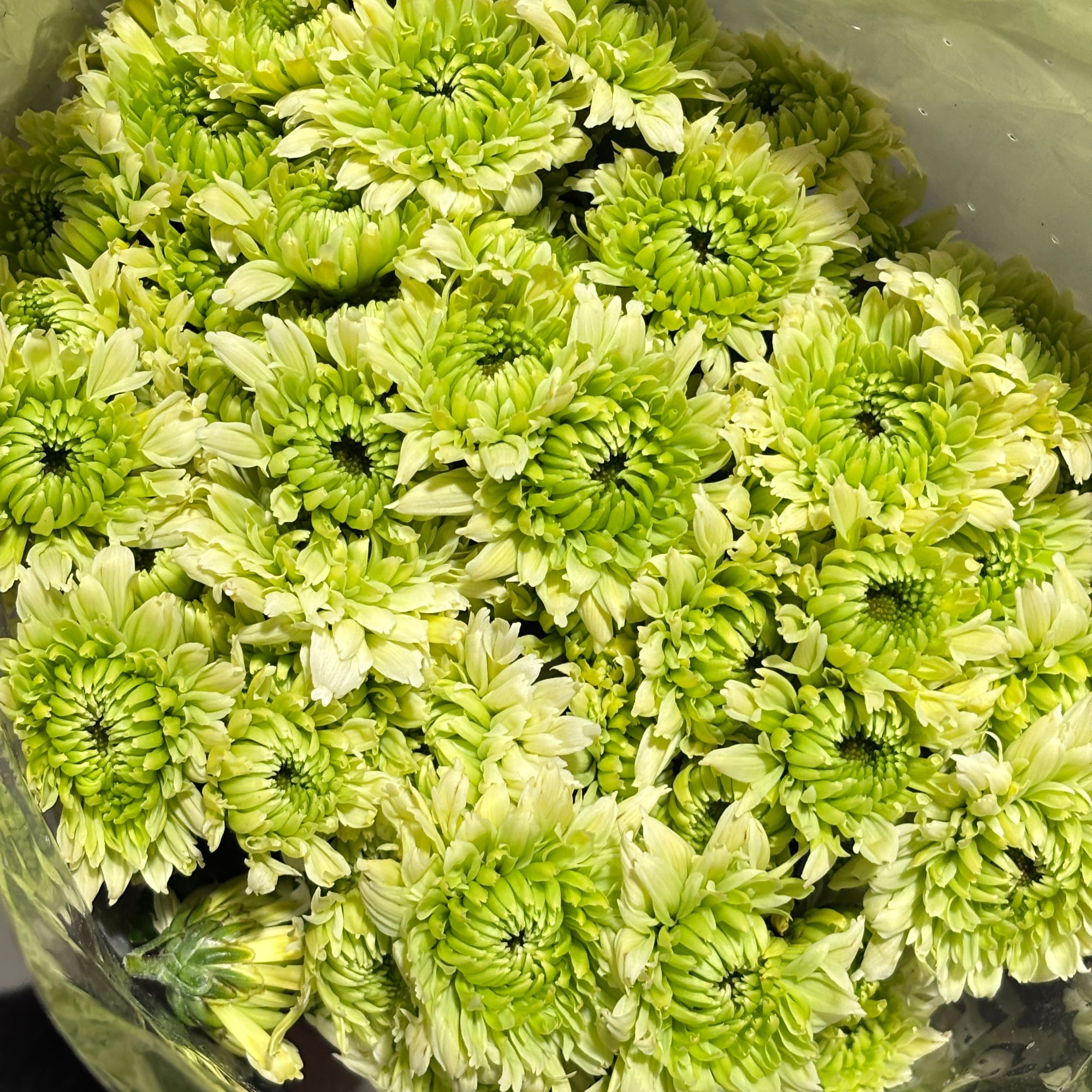【绿色系小菊】A等级 顺丰包邮鲜花次日达花卉插花家庭用