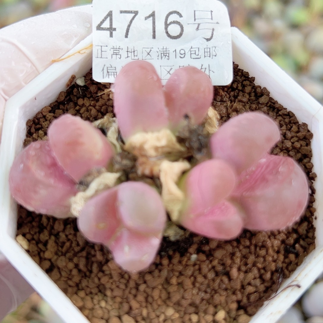 4716 好养易活生石花大母本