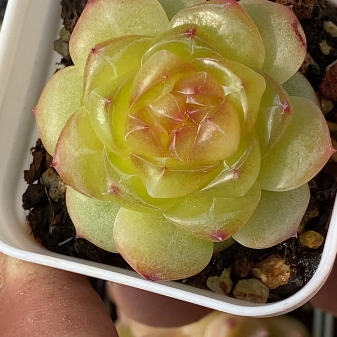 天官赐福百无禁忌