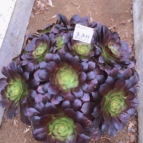 2.1-138赤焰连多肉植物