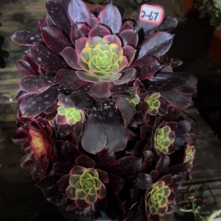 金丝却多肉植物2-67