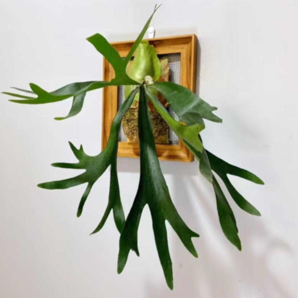 【一加仑！二歧鹿角】好看好养上板 原盆发货