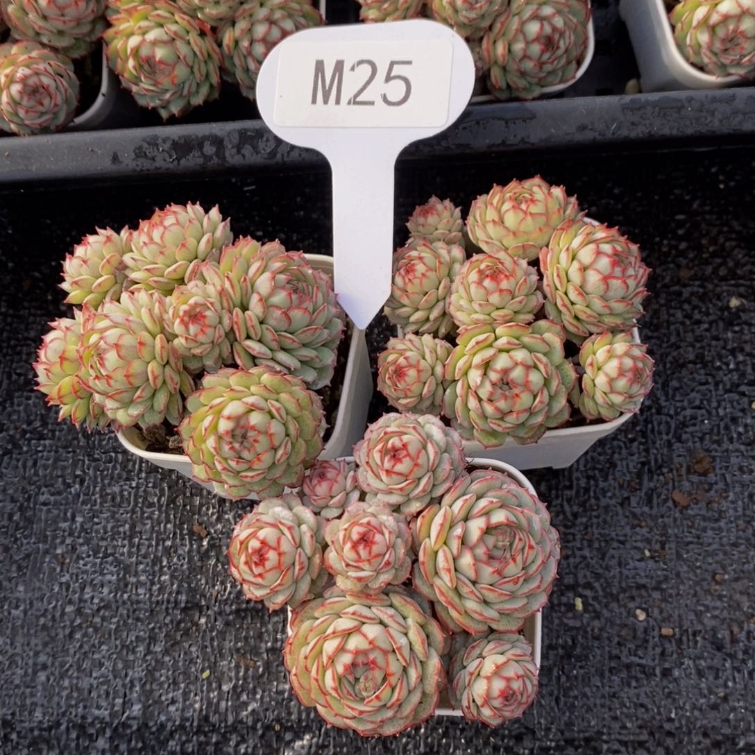 M25-小红船多头群福利一个