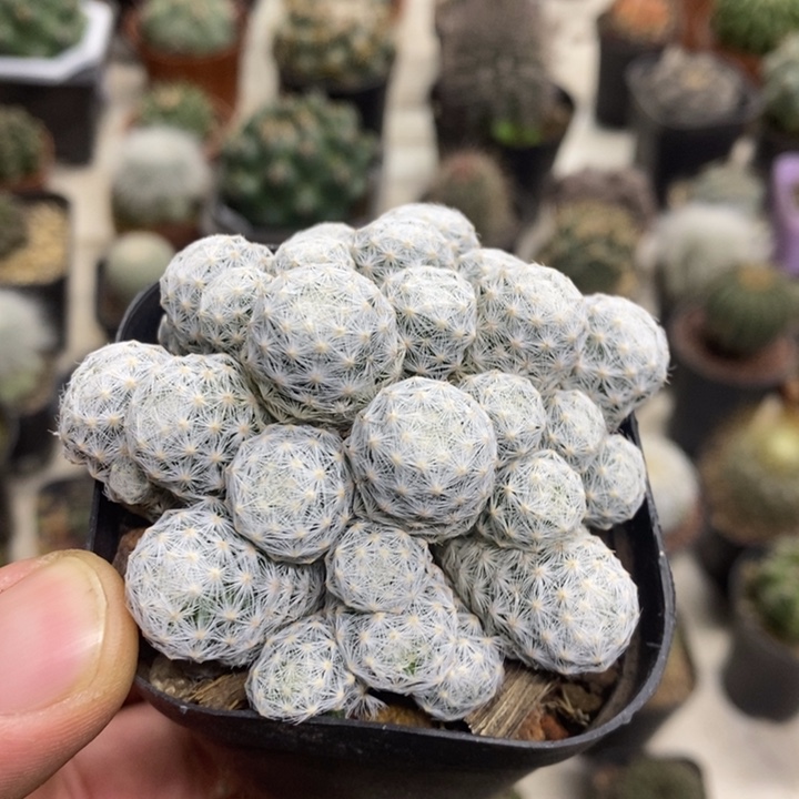 肌春心群特价福利