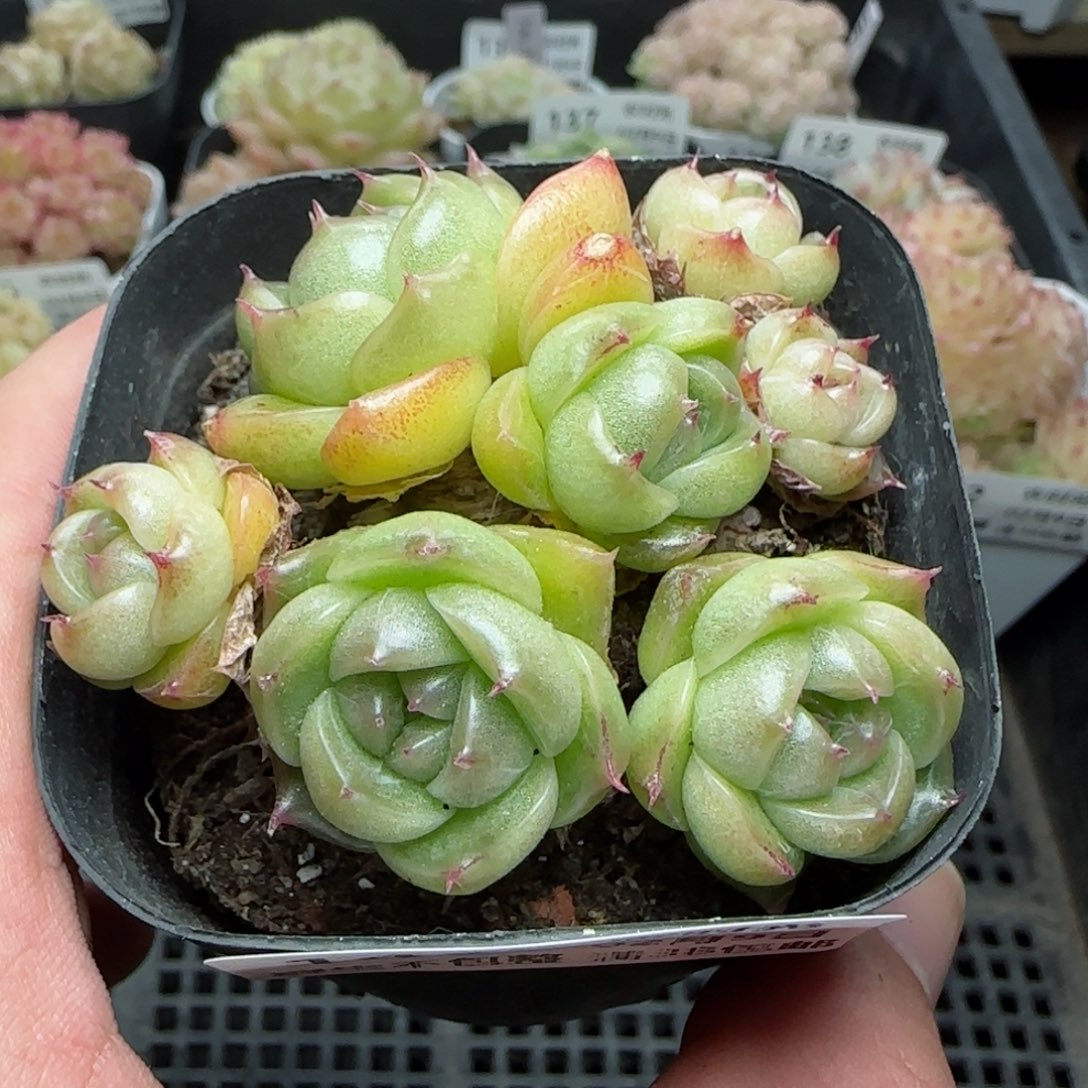 0209-143包子麦秆