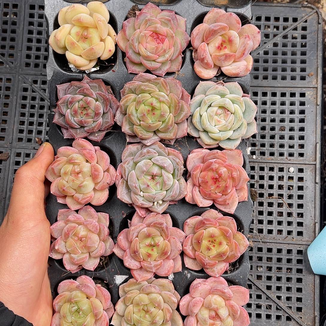 多肉一物一拍3-209