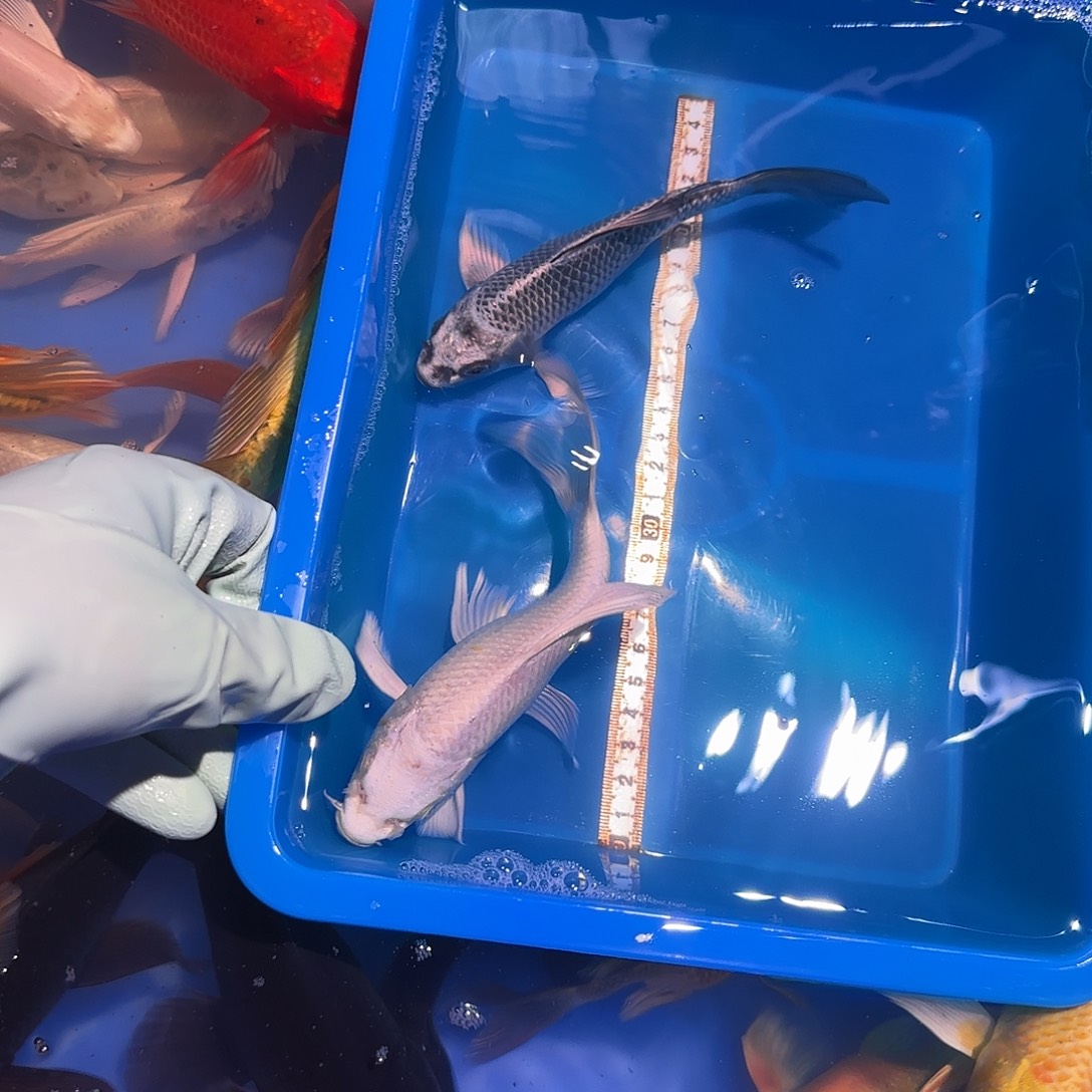 蝴蝶鲤鱼精品蝴蝶鲤