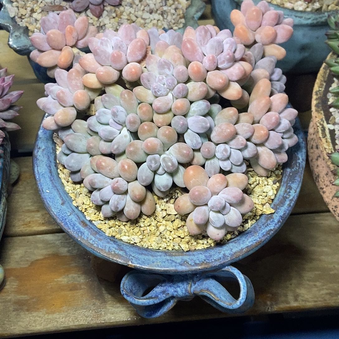 汤圆大群一物一拍