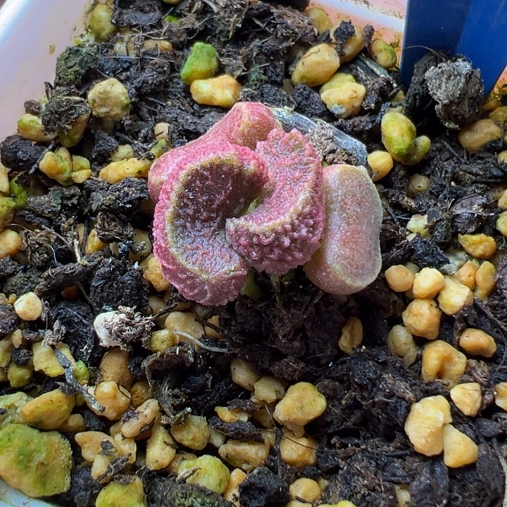 蹦***蹦               杂交。   