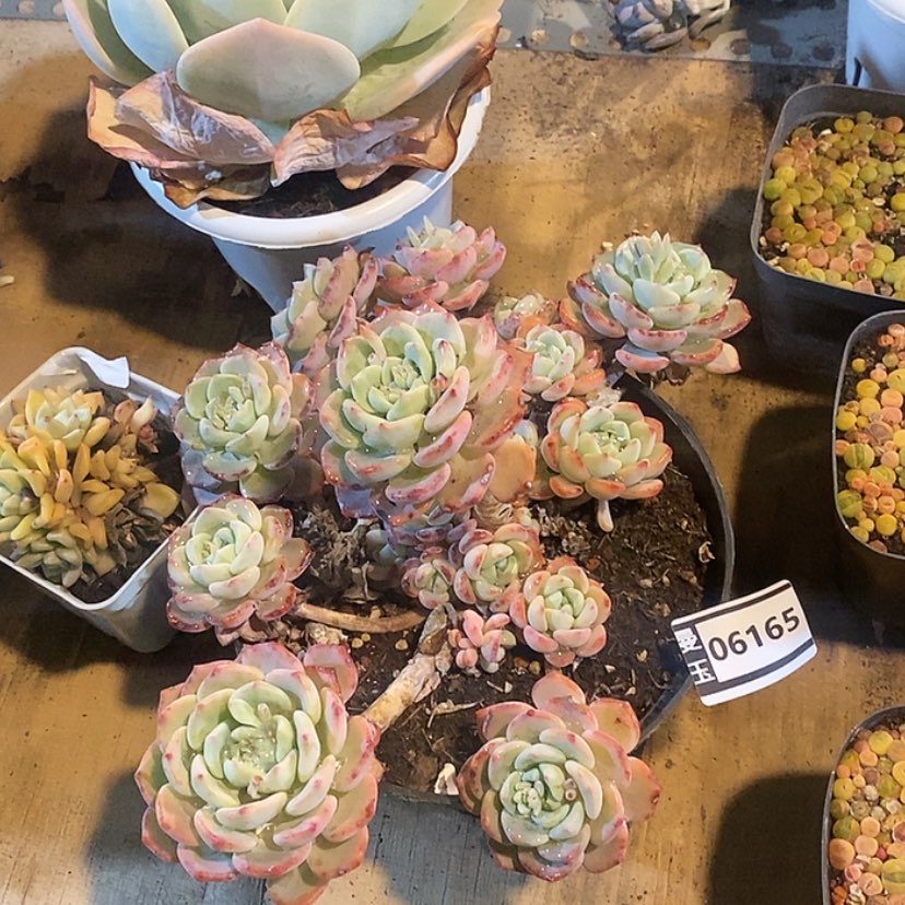 【闪购商品】千山雪06165