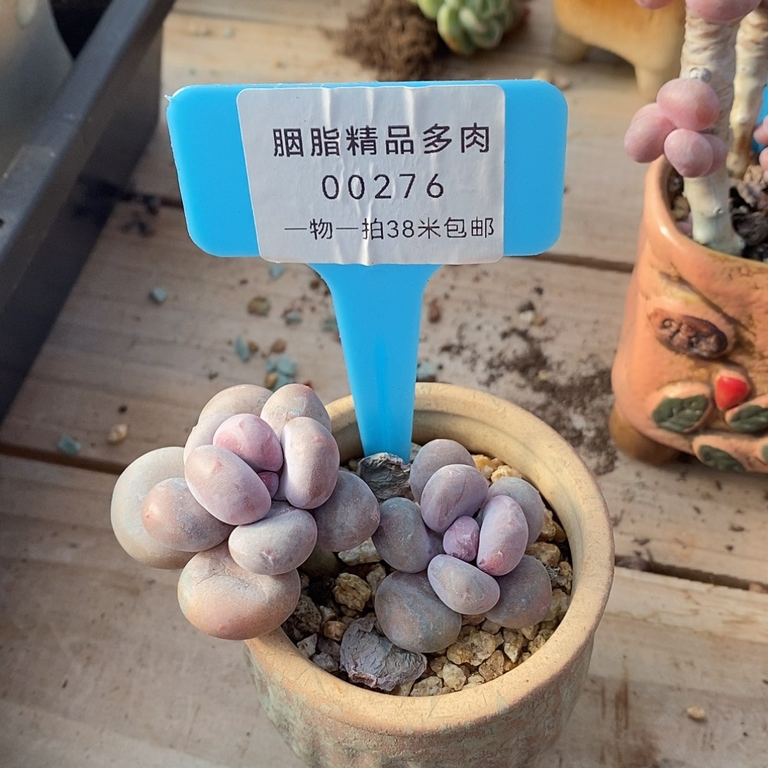 00276璐璐图蜗牛凹凸