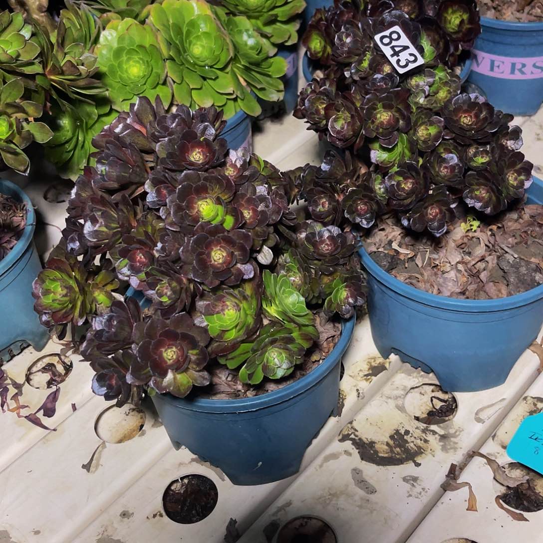 两盆法师7-21包邮法师