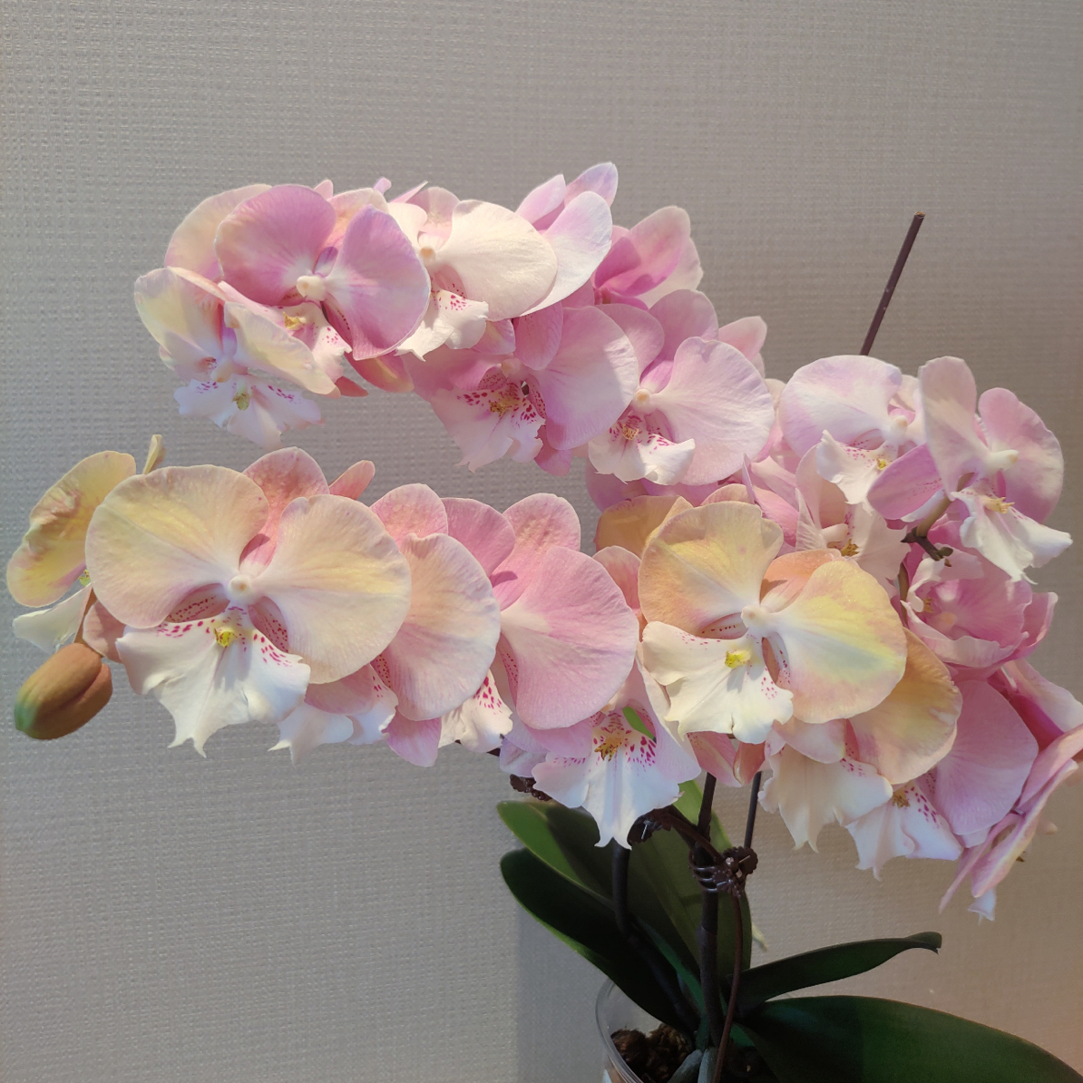 植得【3.5寸彩虹独角兽】蝴蝶兰带花带花苞高货