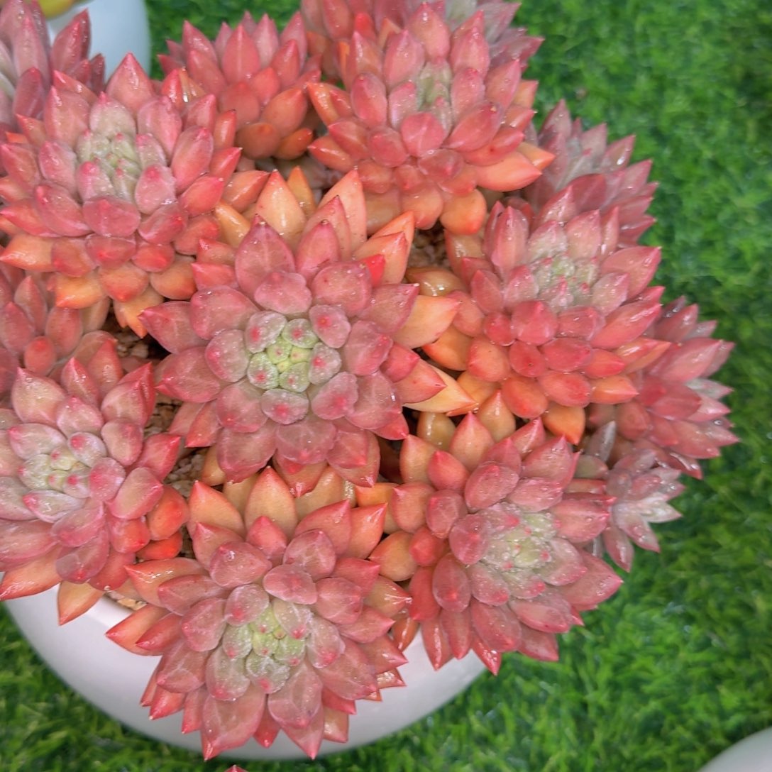 七****多肉植物的生长发育和生长