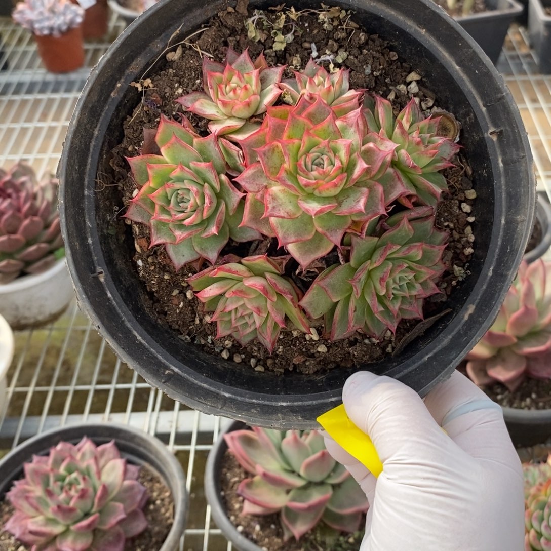 657不知名一物一拍