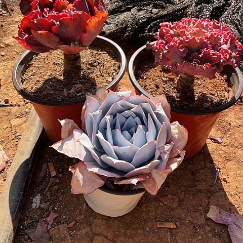 吃****?35 号包菜系列 3棵