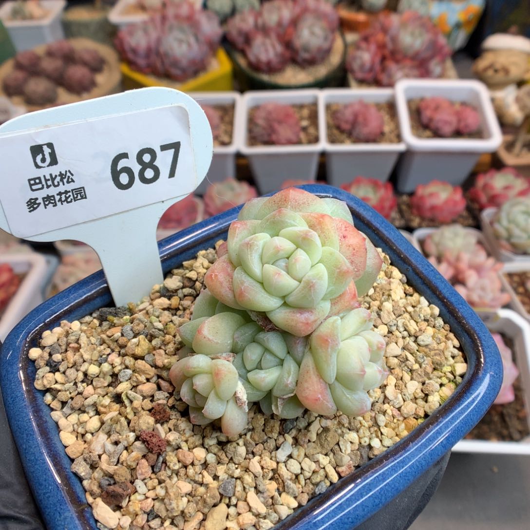 687 翡翠冰玉群多肉