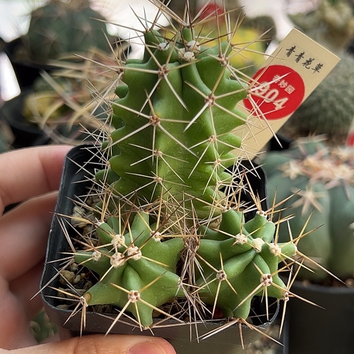实生狂刺篝火虾群一棵