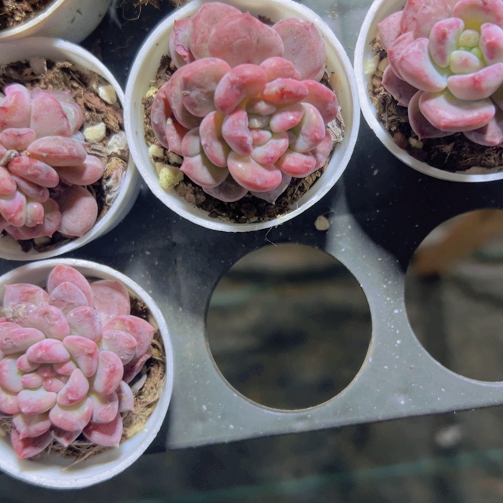 草莓波波石化多肉植物