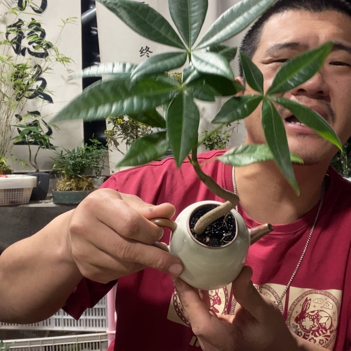 以实际为准盆景绿植绿植41