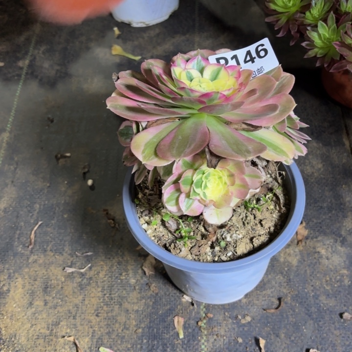 瑞妈，。。。。146绿体