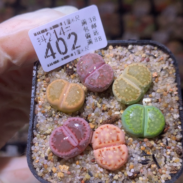 精品生石花214.402