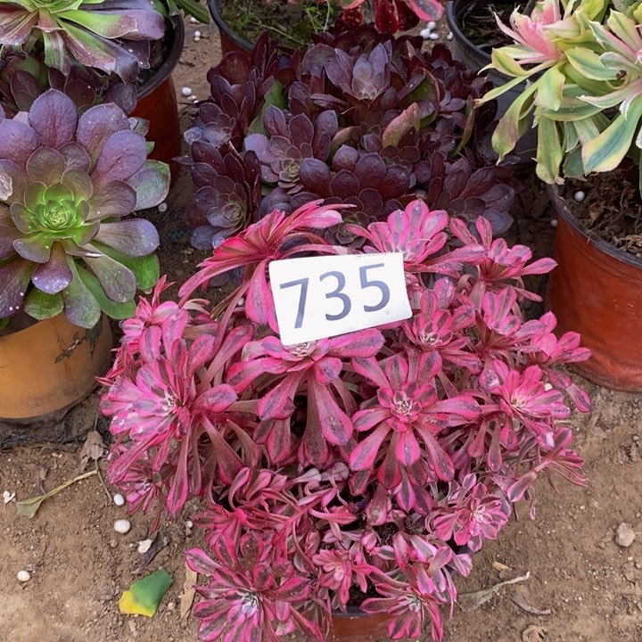 735粉铜绣球多肉