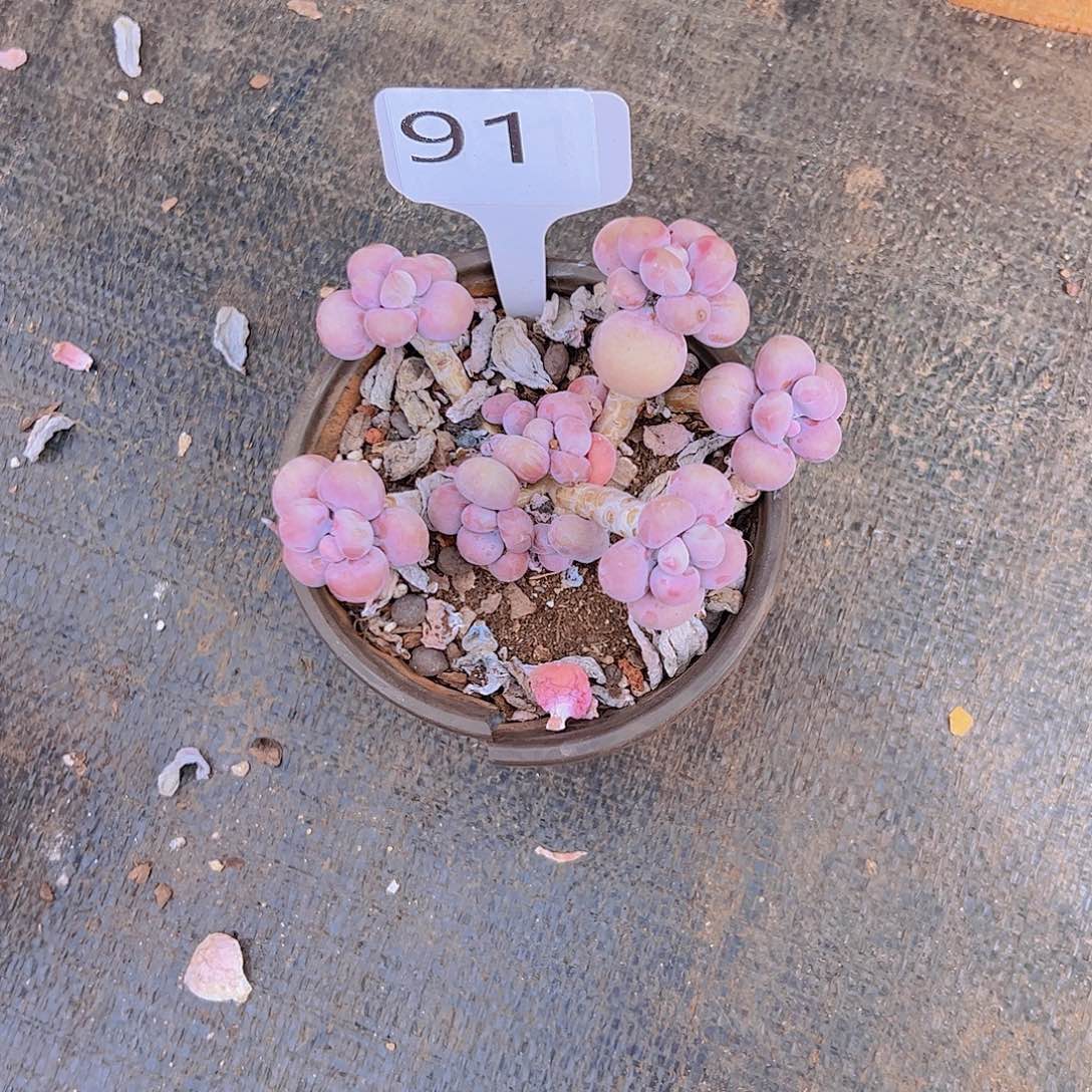 鹅*91桃蛋25。。。。