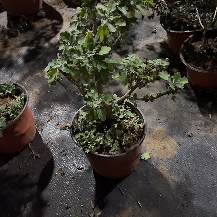 八***行25菊花菊花计划经济
