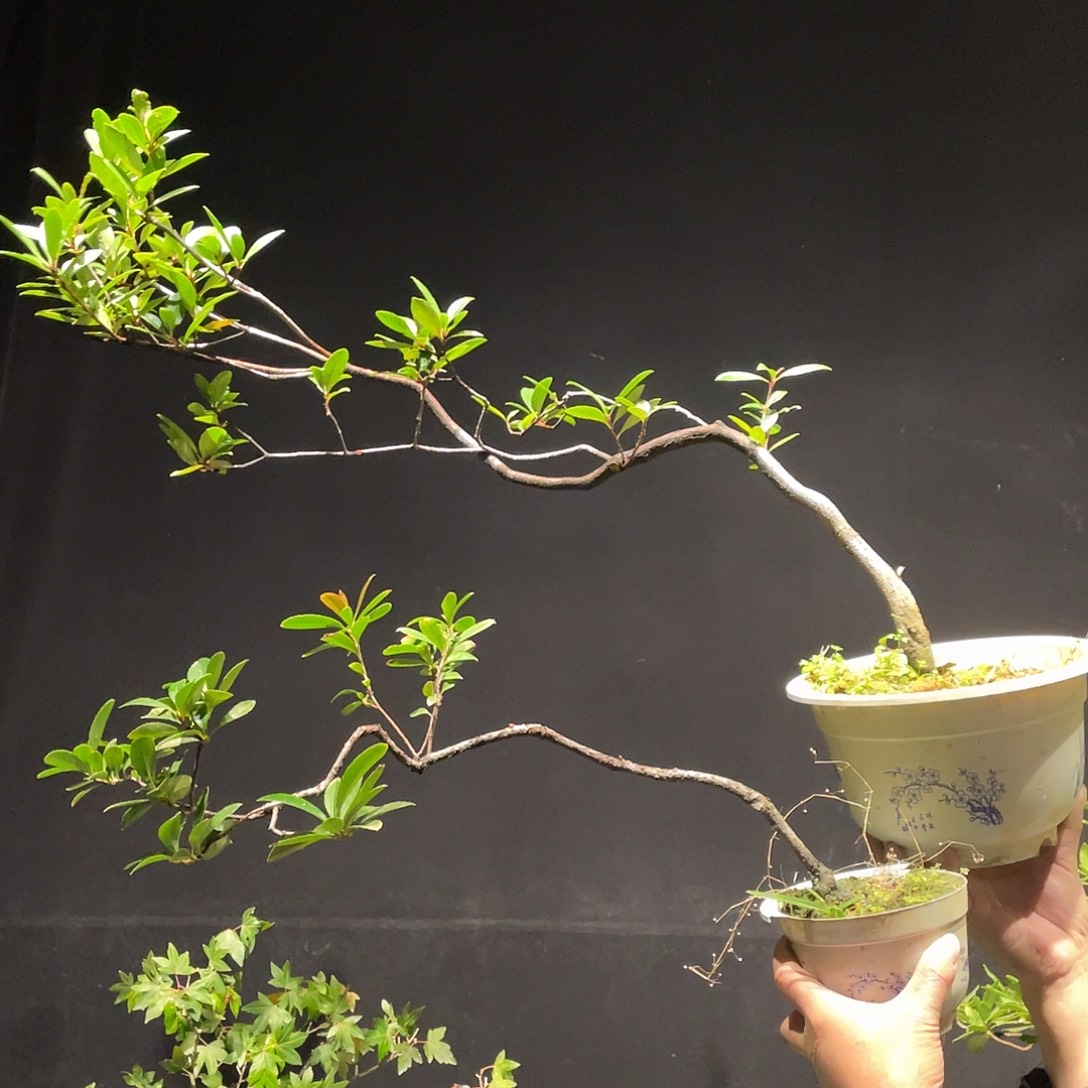 释***怀无花朵两棵春花包邮哦哦哦