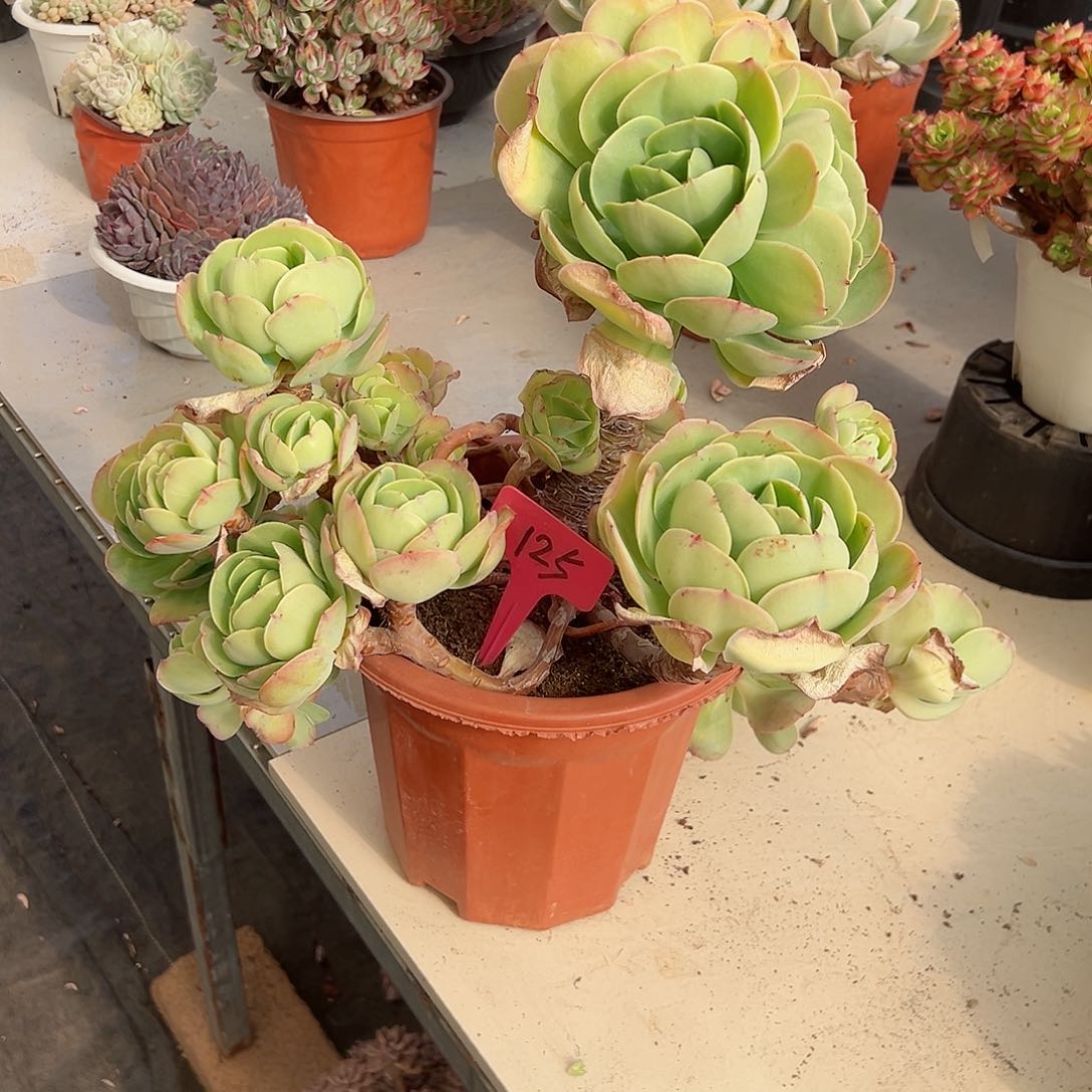 婵*宝125碧桃多肉植物