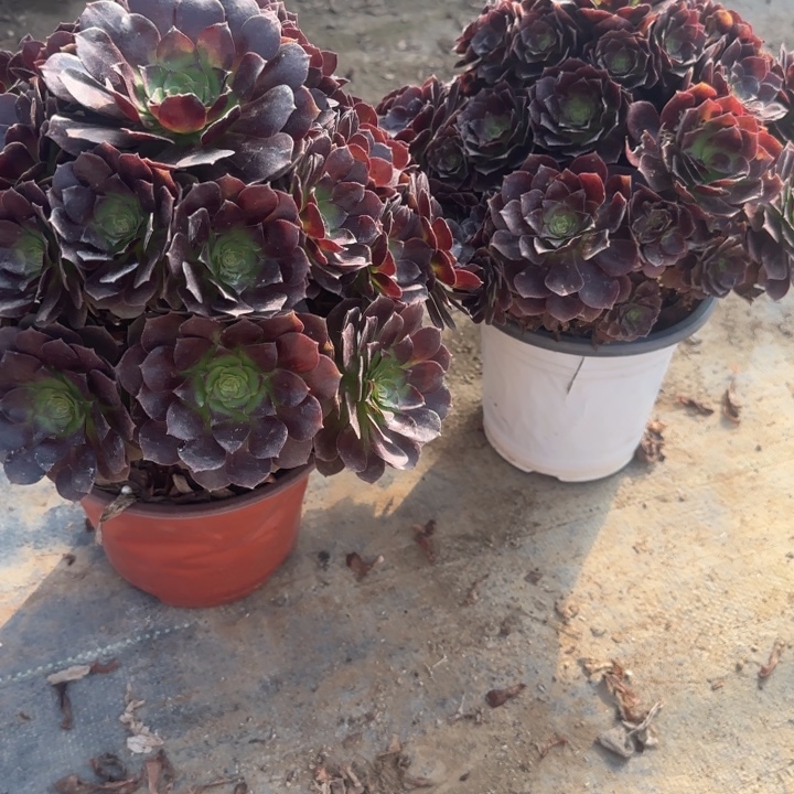 29-18赤焰莲2处理不包售后