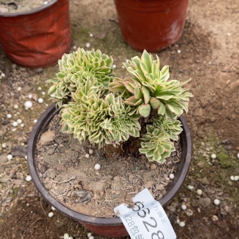 金丝多肉多肉6628