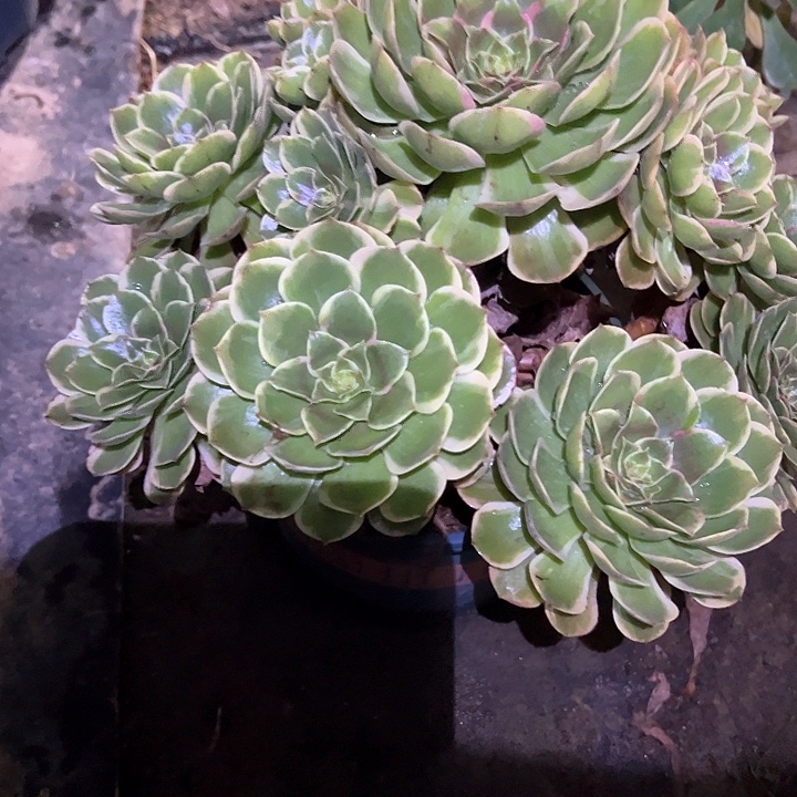 梨***c0395粉花妖多肉植物