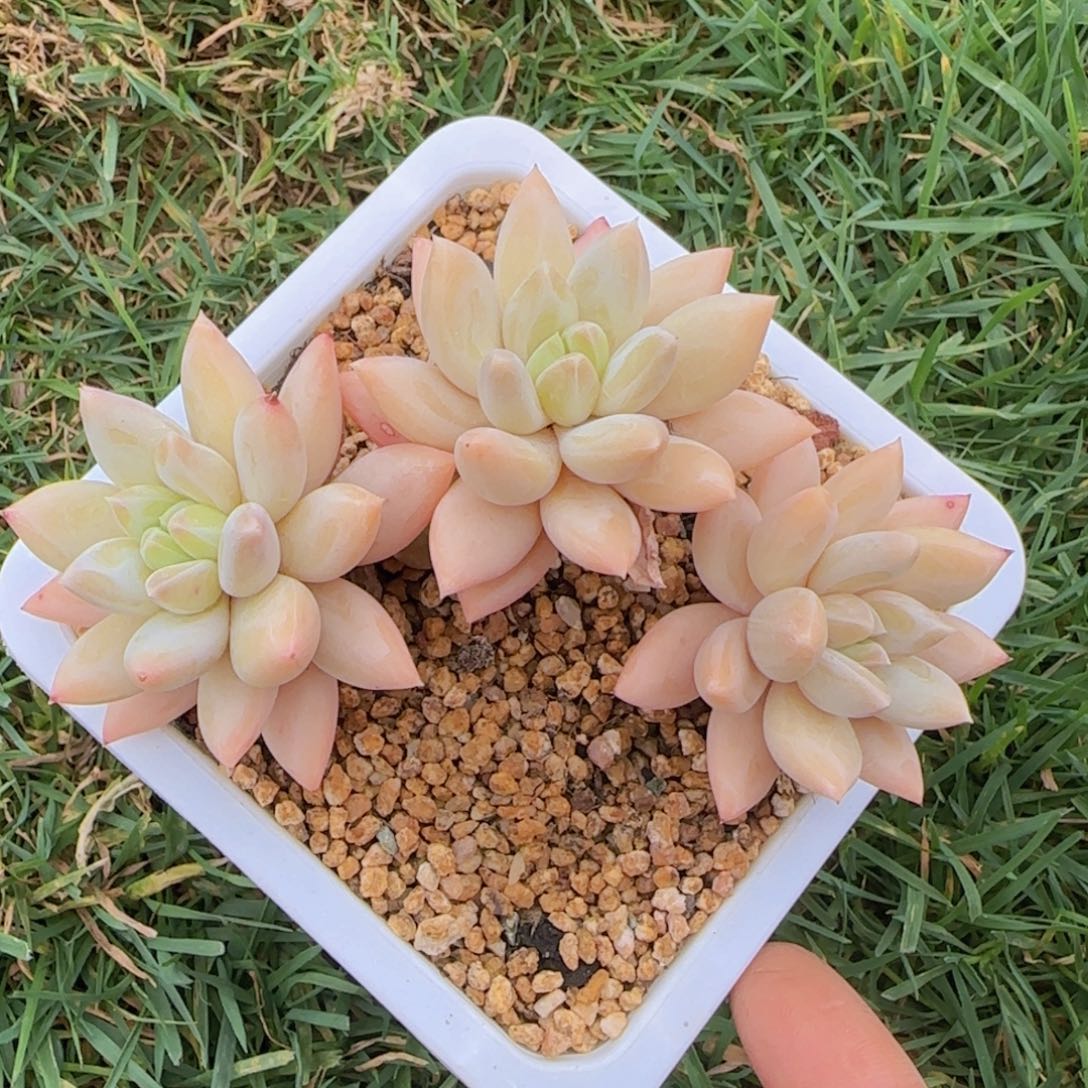 p****y多肉植物多肉植物