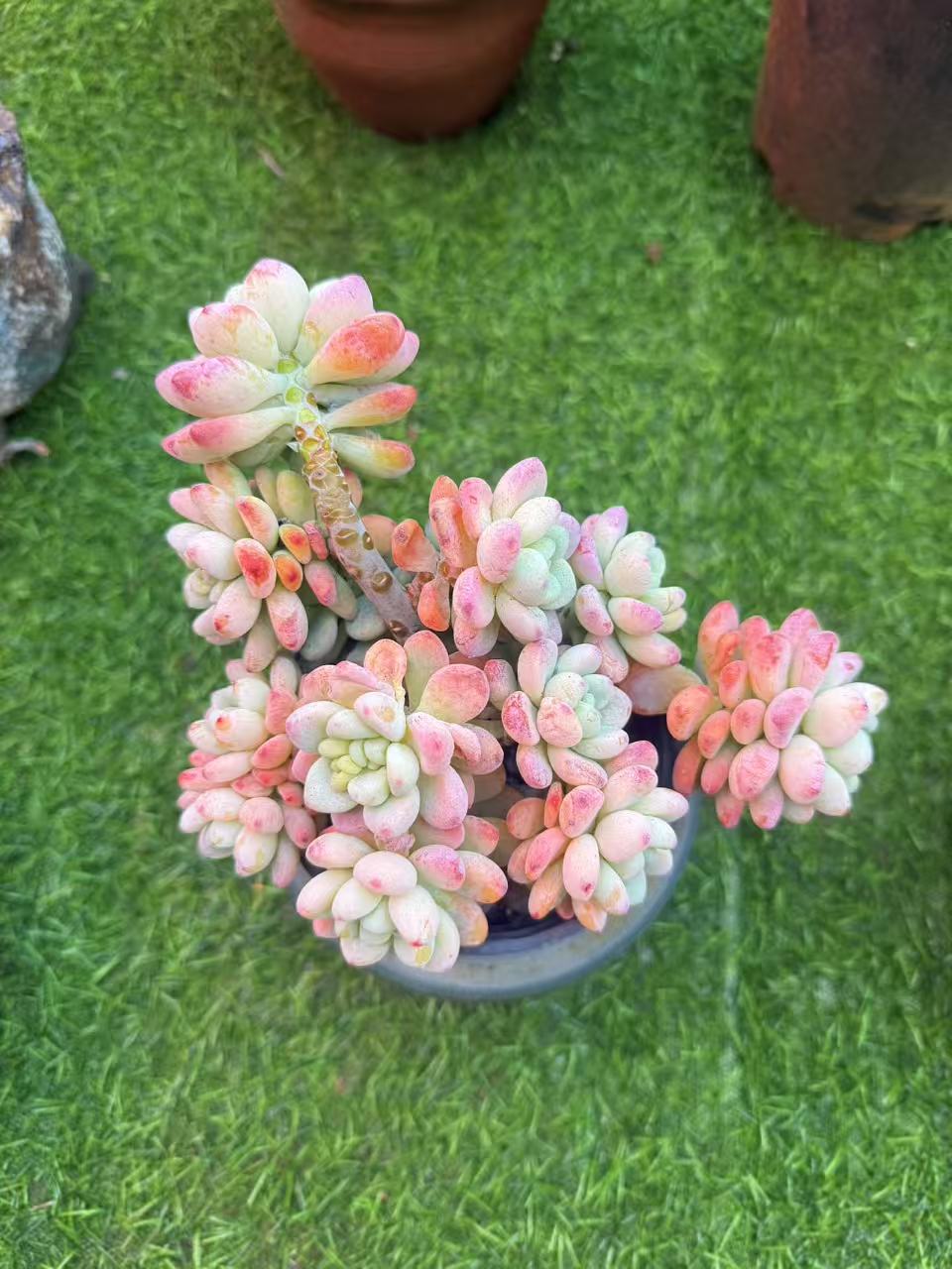 劳尔   云南昆明勺滇滇多肉种植园多肉好样好货新手好养