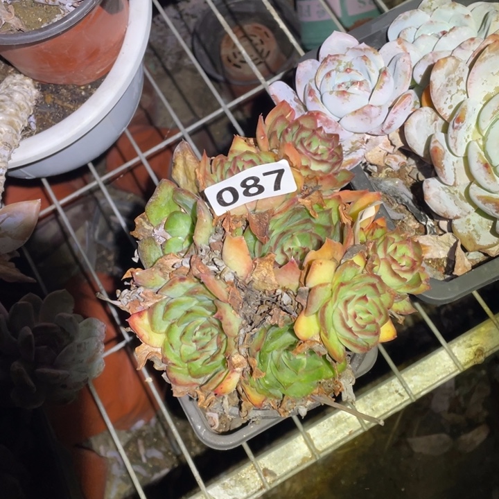 手***糖087碧玺多肉植物一颗